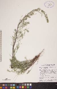 Artemisia campestris image