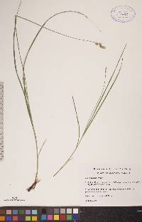 Carex tenera image