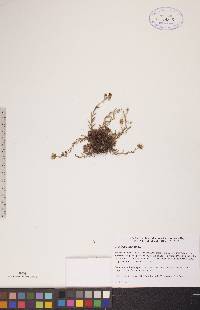 Saxifraga aizoides image