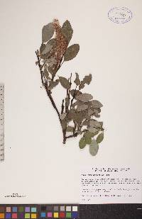 Salix arctophila image