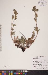 Potentilla pensylvanica image