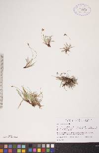 Carex concinna image