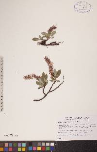 Salix arctophila image