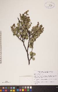 Betula glandulosa image