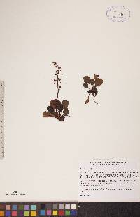 Pyrola grandiflora image