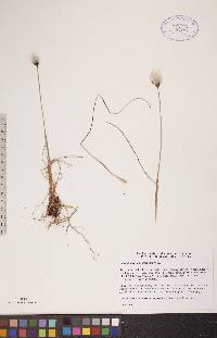 Eriophorum chamissonis image