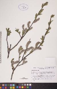 Salix planifolia image