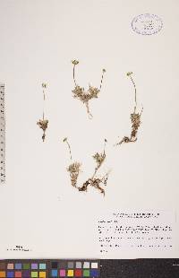 Draba nivalis image