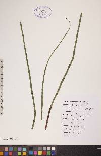 Equisetum fluviatile image