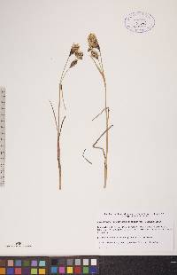 Eriophorum angustifolium image