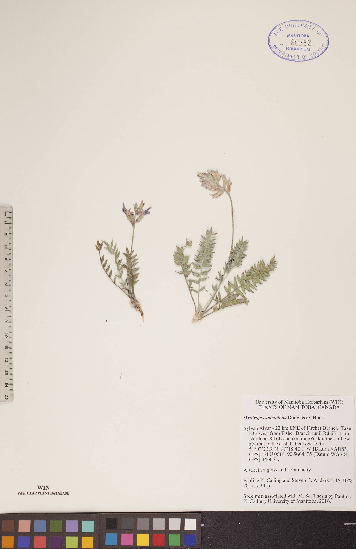 Oxytropis splendens image