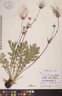 Geum triflorum image