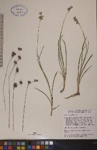 Juncus longistylis image