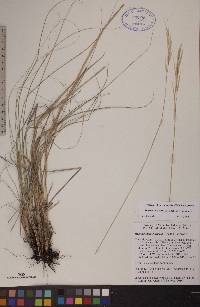 Hesperostipa curtiseta image