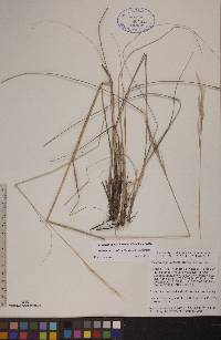 Hesperostipa curtiseta image