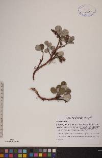 Salix reticulata image