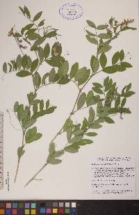 Lathyrus venosus image