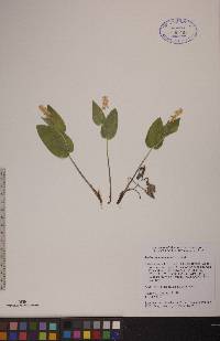 Maianthemum canadense image