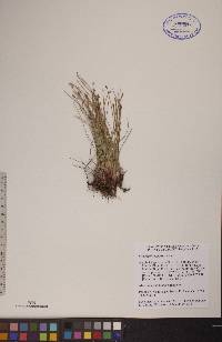 Eleocharis compressa image