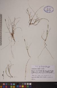 Carex gynocrates image