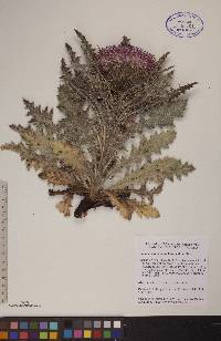 Cirsium drummondii image