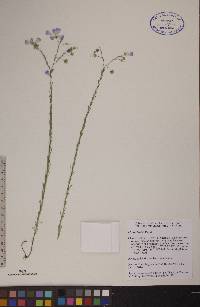 Linum lewisii image