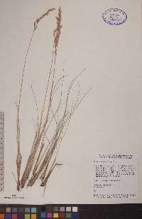 Festuca hallii image