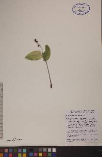 Maianthemum canadense image