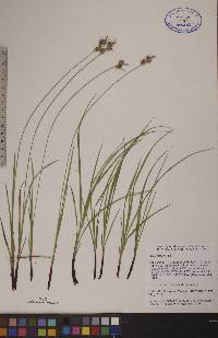 Carex torreyi image