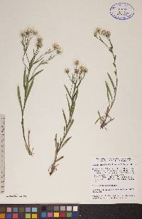 Solidago ptarmicoides image