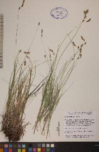 Carex praticola image