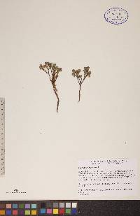 Vaccinium uliginosum image