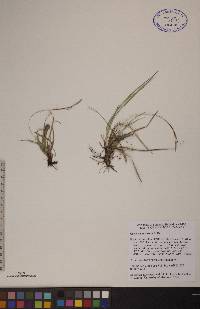 Carex richardsonii image