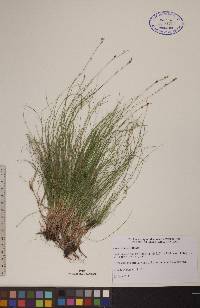 Carex eburnea image