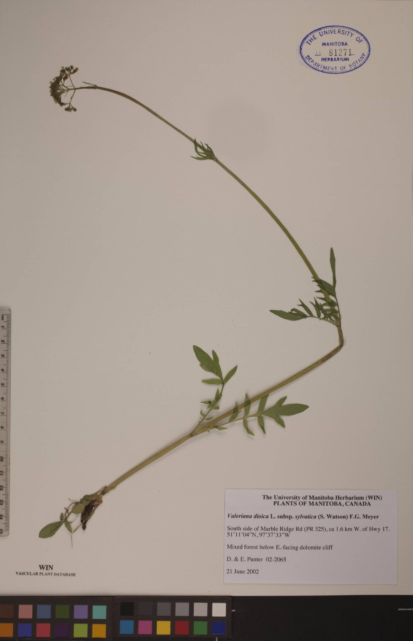 Valeriana dioica subsp. sylvatica image