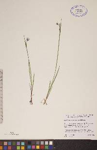 Sisyrinchium mucronatum image