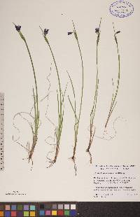 Sisyrinchium mucronatum image