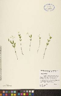 Moehringia lateriflora image