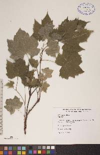 Vitis riparia image