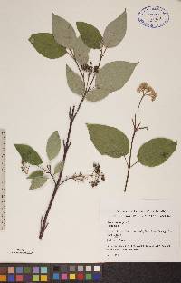 Cornus sericea subsp. sericea image