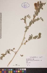 Glycyrrhiza lepidota image