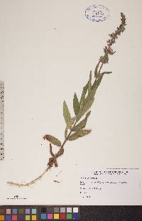 Stachys palustris image