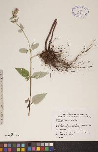 Agastache foeniculum image