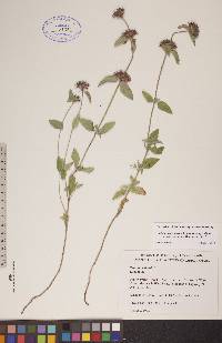 Clinopodium vulgare image