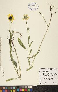 Rudbeckia hirta var. pulcherrima image