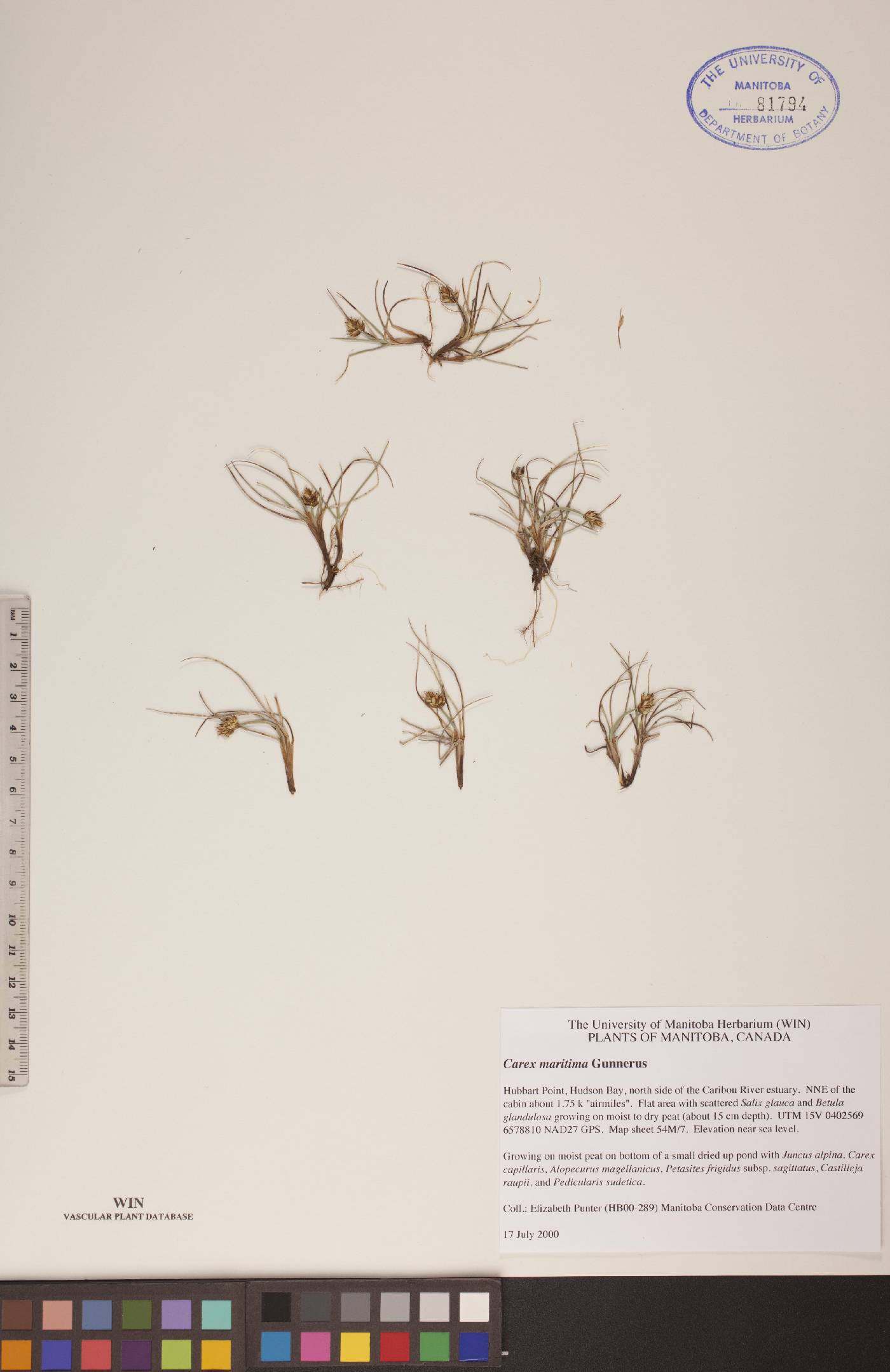 Carex maritima image