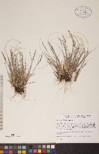 Poa glauca subsp. glauca image