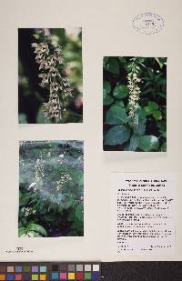 Epipactis helleborine image