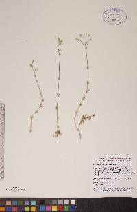 Cerastium arvense image