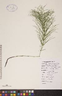 Equisetum pratense image